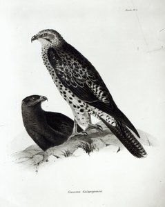 Birds of Prey, plate 2 fra 