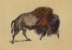 Bison (fargelitografi) av English School