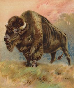 Bison (fargelitografi) av English School