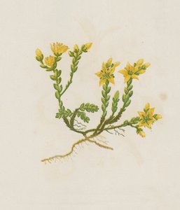 Bitende bergknapp, Sedum Acre (fargelitografi) av English School