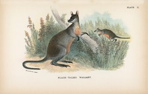 Black-tailed Wallaby av English School