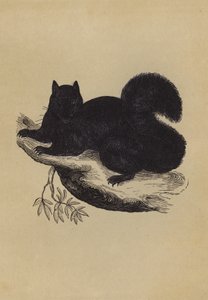 Svart ekorn (fargelitografi) av English School