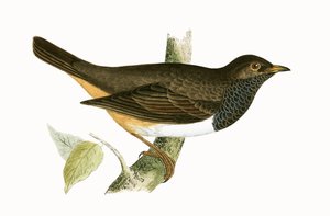Black Throated Thrush, illustrasjon fra 