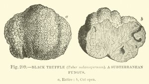Svart trøffel (Tuber melanospermum); En underjordisk sopp av English School