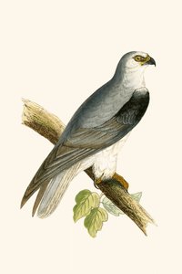 Black Winged Kite, illustrasjon fra 