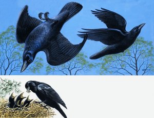 Blackbirds av English School
