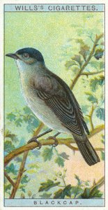 Blackcap av English School