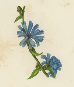 Blå sukkori, Cichorium Intybus (fargelitografi) av English School