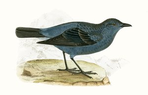 Blue Thrush, illustrasjon fra 