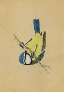 Blåmeis (farge litho) av English School