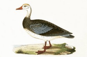 Blue Winged Goose, illustrasjon fra 