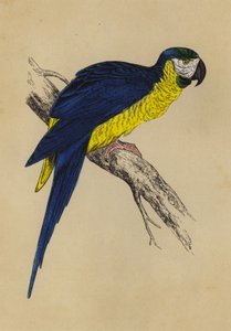 Blå og gul ara (farge litho) av English School