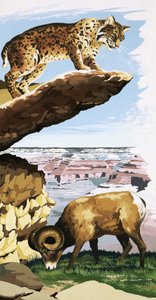Bobcat og Bighorn sauer i Grand Canyon National Park av English School