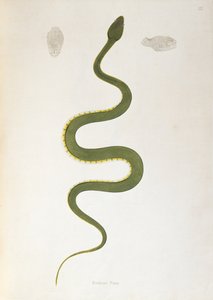 Bodroo Pam Snake fra An Account of Indian Serpents samlet fra Coromandel-kysten av Patrick Russell, London, 1796 av English School