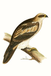 Booted Eagle, illustrasjon fra 