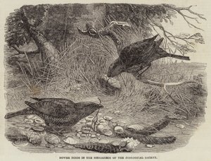 Bower Birds in the Menagerie of the Zoological Society (gravering) av English School