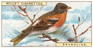 Brambling av English School