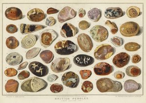 British Pebbles (chromolitho) av English School