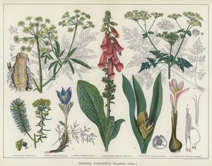 Britiske giftige planter (farge litho) av English School