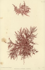 British Sea-Weed (naturtrykt) av English School