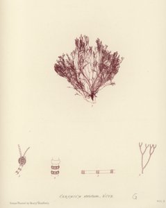 British Sea-Weed (naturtrykt) av English School