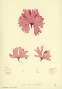 British Sea-Weed (naturtrykt) av English School