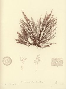 British Sea-Weed (naturtrykt) av English School