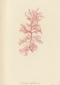 British Sea-Weed (naturtrykt) av English School