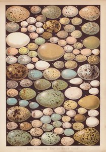 Britiske fugleegg (chromolitho) av English School