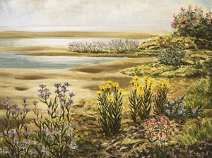 Britiske saltmyrblomster av English School