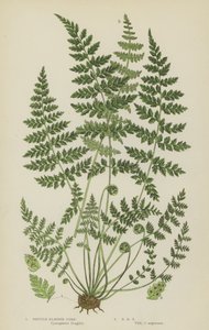 Sprø blærebregne (farge litho) av English School