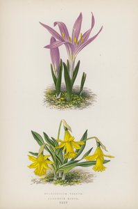 Bulbocodium Vernum; Narcissus Minor (farge litho) av English School