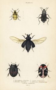 Gravbille, Nicrophorus humator 1, carrion biller, Necrodes littoralis 2, Dendroxena quadrimaculata 3, teppebille, Anthrenus scrophulariae 4 og Hister quadrimaculatus var av English School