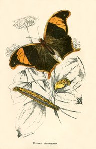 Sommerfugler av English School