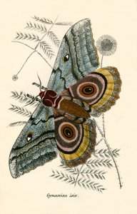 Sommerfugler av English School