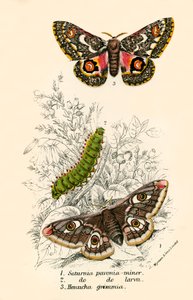 Schmetterlinge von English School