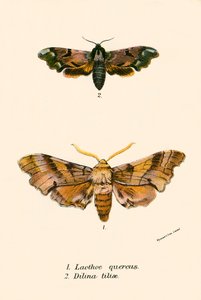 Sommerfugler av English School