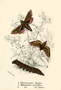 Sommerfugler av English School