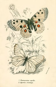 Sommerfugler av English School