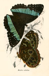 Sommerfugler av English School