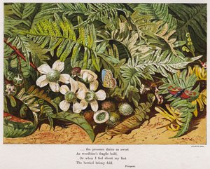 Sommerfugler, bregner og blomster (farget gravering) av English School