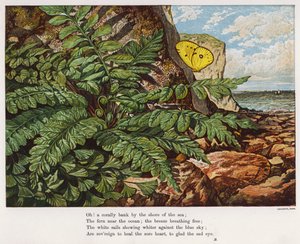 Sommerfugl og bregne ved foten av en klippe ved sjøen (farget gravering) av English School