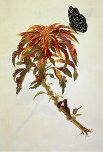 Sommerfugl og larver på en stor blomstrende plante av English School