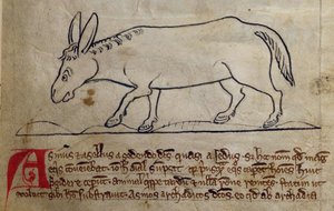 CCA-LitMs/D/10 fol. 10r Ass, fra Bestiary av English School