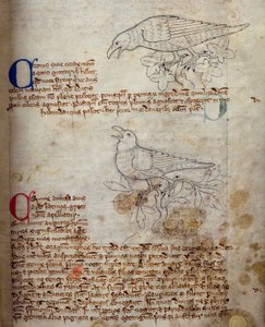 CCA-LitMs/D/10 fol. 20r Raven and Crow, fra Bestiary av English School