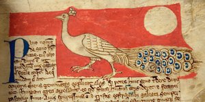 CCA-LitMs/D/10 fol. 22r Peacock, fra Bestiary av English School
