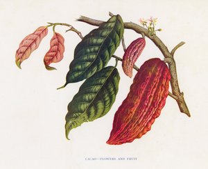 Kakao, blomster og frukt (fargelitografi) av English School