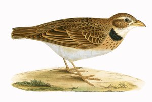 Calandra Lark, illustrasjon fra 