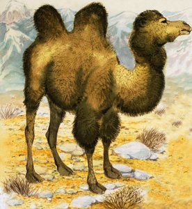 Kamel av English School