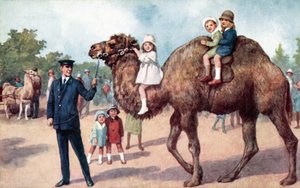 Kamel som bærer barn, London Zoo (farge litho) av English School